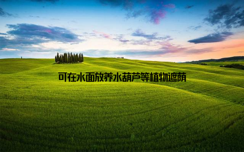 可在水面放养水葫芦等植物遮荫