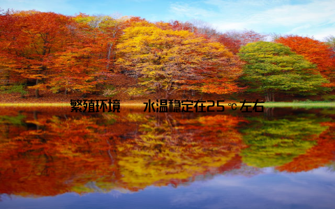 繁殖环境 – 水温稳定在25℃左右