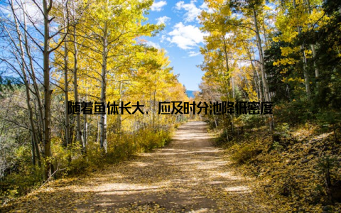 随着鱼体长大, 应及时分池降低密度