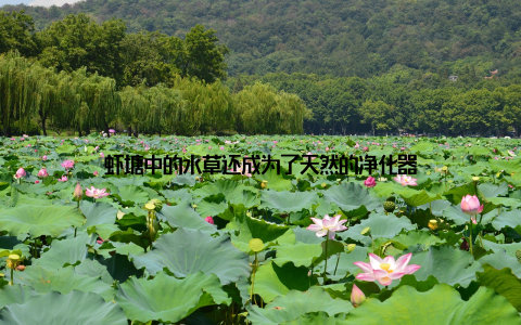 虾塘中的水草还成为了天然的净化器