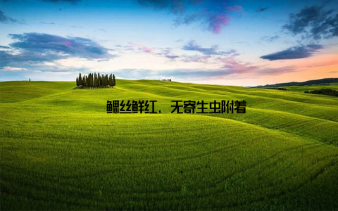 – 鳃丝鲜红, 无寄生虫附着