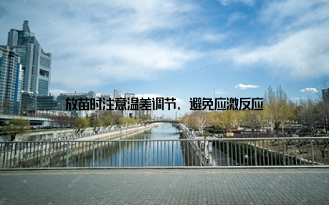 放苗时注意温差调节, 避免应激反应