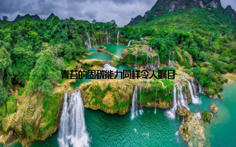 青苔的固碳能力同样令人瞩目