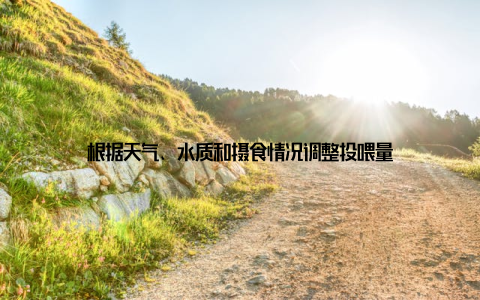根据天气、水质和摄食情况调整投喂量