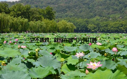 它不抓鸡, 就缩在暖气片旁打盹