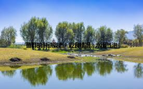 鱼群的游动姿态、吃食情况、水面气泡