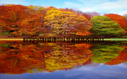 科学的成蛙管理可以显著提高养殖效益