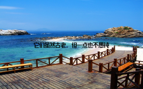 它们虽然古老, 但一点也不愚钝