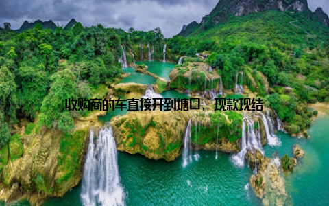 收购商的车直接开到塘口, 现款现结