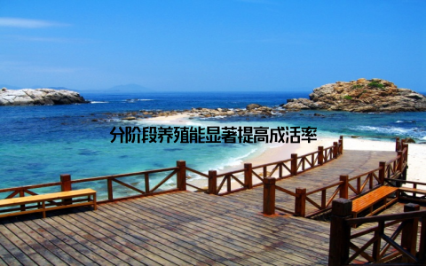 分阶段养殖能显著提高成活率