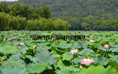 品种改良方面同样成绩斐然