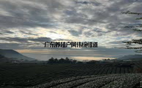 广东养殖户阿伟惋惜道