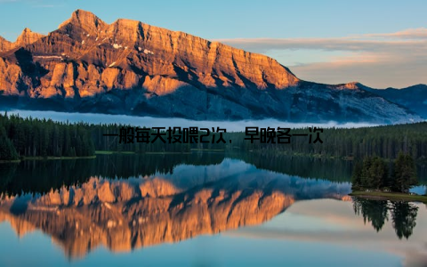 一般每天投喂2次, 早晚各一次